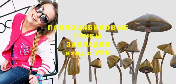 прущие грибы Дмитров